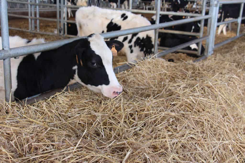 génisses prim holstein avec paille en libre service