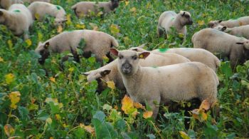 A l’automne, les brebis se remettent dans les couverts