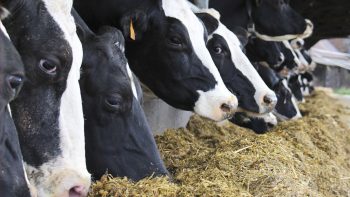 L’ensilage, cette récolte que l’animal valorise