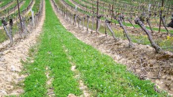 Couverts en vigne : une pratique courante en Limouxin