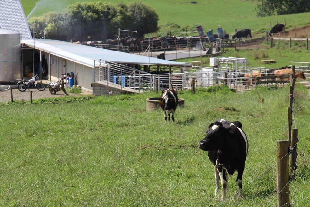 Vache-laitiere-kiwi-nouvelle-zelande-batiment-elevage-lait-batiment-salle-de-traite