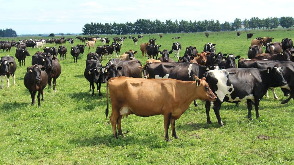Vache-laitiere-kiwi-nouvelle-zelande-prairie-herbe-elevage-lait-troupeau-couleur