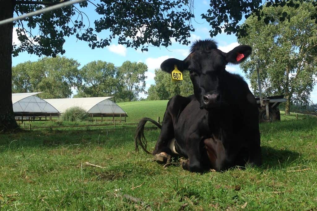 Vache-laitiere-kiwi-nouvelle-zelande-prairie-herbe-elevage-lait