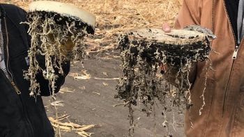 [Photo mystère] Qu’ont-ils ainsi sorti de terre?