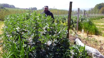 Les plantes font plus de travail que le cover-crop