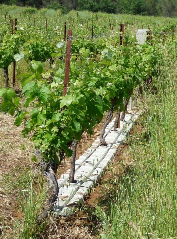 tuile Symbio vigne