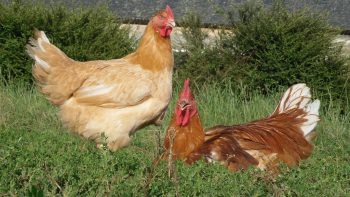 Le goût du terroir avec la cuma «Grain de saveurs»