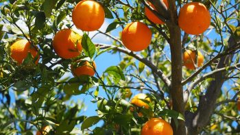 « Zéro résidu de pesticides »: un nouveau label pour les fruits et légumes frais