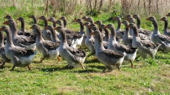 Grippe aviaire : Le foie gras français a résisté en 2017