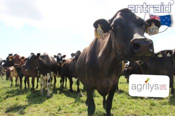 600 vaches sont arrivées du jour au lendemain en Nouvelle Zélande