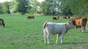 Bovins-viande : des revenus éclatés