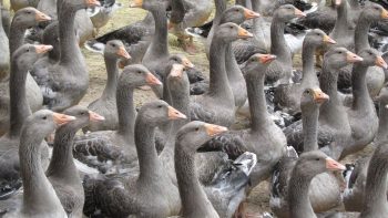 Un foyer de grippe aviaire détecté en Vendée : 11200 canards abattus