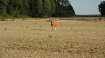 En lutte contre la tuberculose