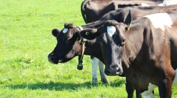 Des troupeaux de 1.000 vaches qui entrent dans l’ère de l’élevage de précision