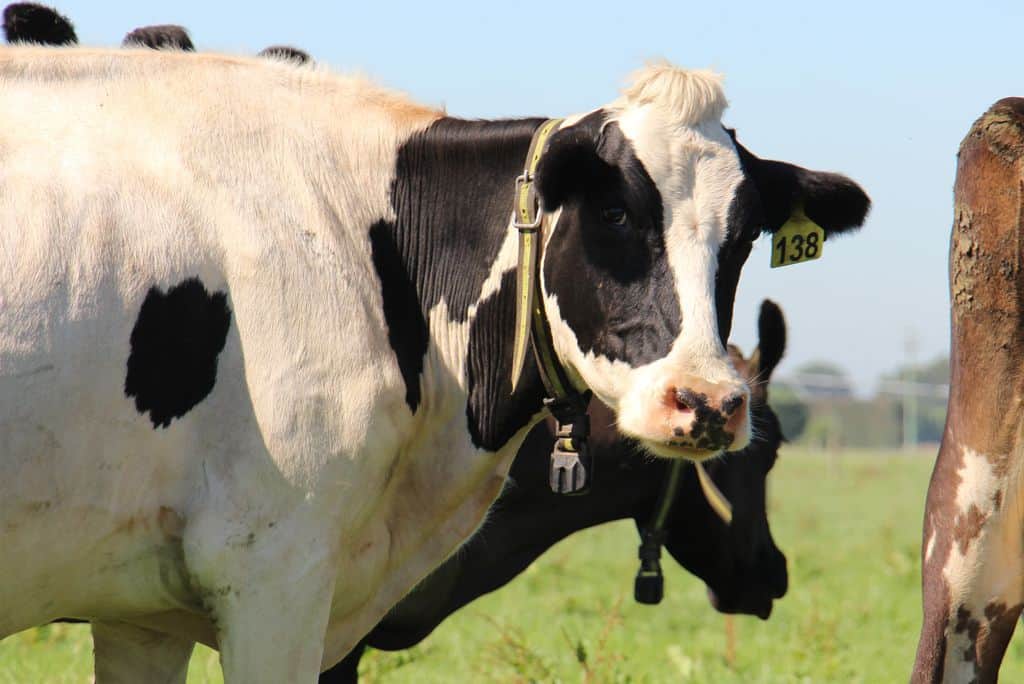 vache-laitiere-nouvelle-zelande-kiwi-croisee-systeme-detection-des-chaleurs-reproduction-suivi-troupeau-nouvelle-technologie (6)