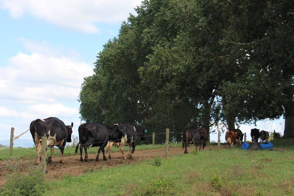 Apres-la-traite-paturage-vaches-laitieres-chemin-exploitation-nouvelle-zelande