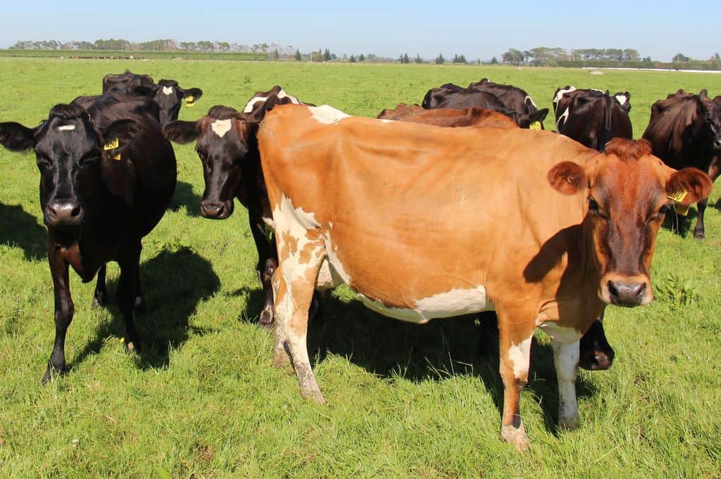 Eleveur-elevage-lait-laitier-nouvelle-zelande-sharemilker-accession-transmission-vaches-kiwi-croisees-paturage