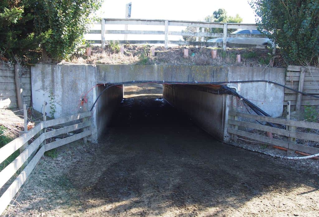 exploitation laitière Nouvelle Zélande passage pour les troupeaux.