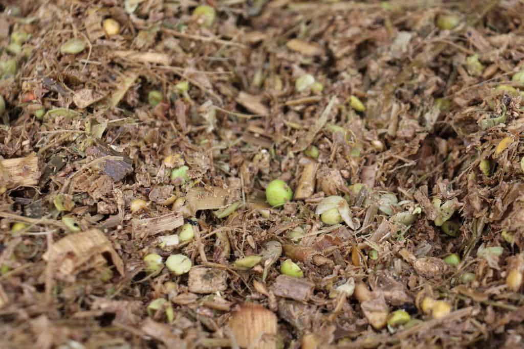 Nouvelle-zelande-elevage-laitier-lait-eleveur-canterbury-jeff-gould-intensif-ration-mais-pois-orge-ensilage-silo-distribution-auge