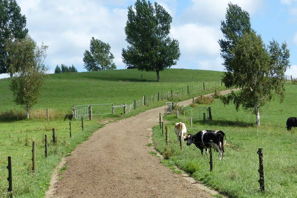 Nouvelle-zelande-groupe-formation-filiere-laitiere-lait-idele-christophe-perrot-prairie-paturage-chemin