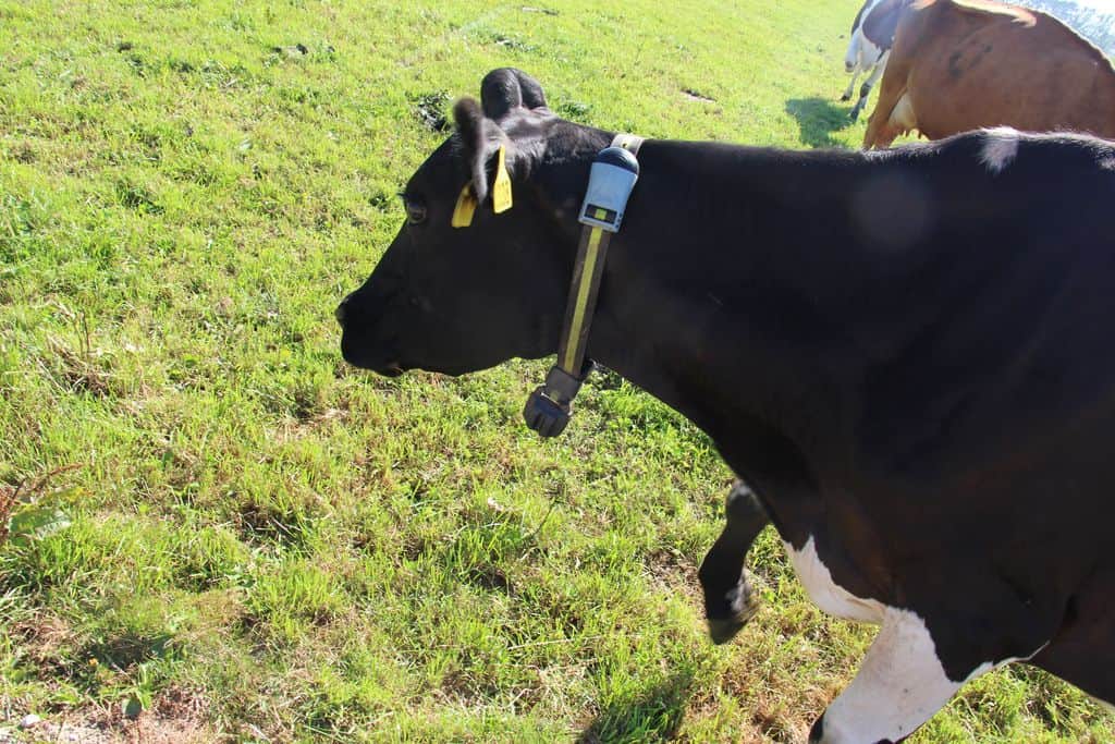 Nouvelle-zelande-laitiere-vache-kiwi-capteur-paturage-conduite-troupeau