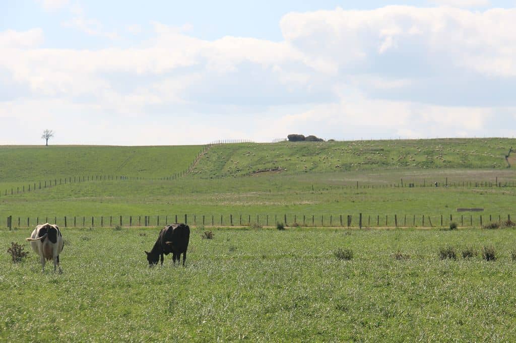 Nouvelle-zelande-production-lait-filiere-mouton-ovin-bovin-vache