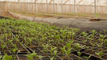 Le gouvernement prévoit 1,1 milliard d’euros pour développer l’agriculture bio