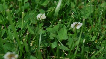 L’agroécologie pourrait nourrir et sauver la planète, selon l’Onu