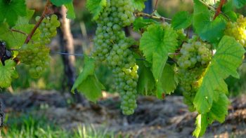 Viticulture : entre 8 et 12% des vignobles dans le monde sont cultivés en bio