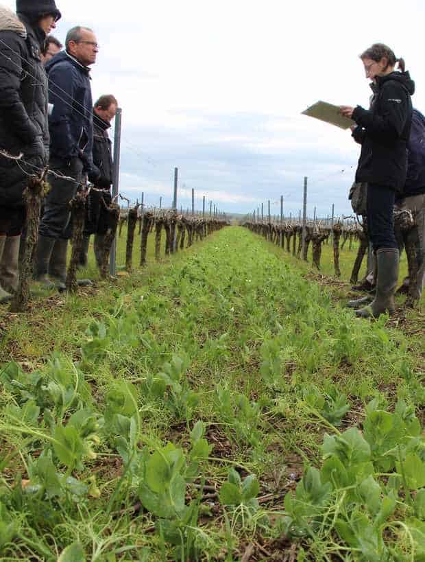 couverts vigne biomasse