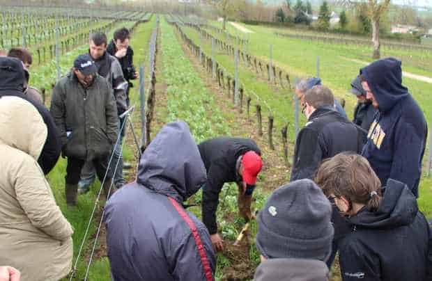 couverts vigne pédologue