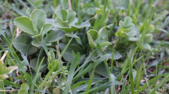 Participer aux Trophées de l’agroécologie