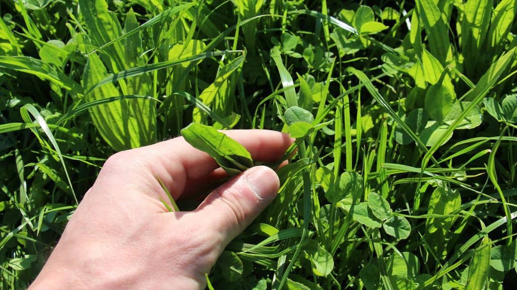 prairie-elevage-laitier-nouvelle-zelande-paturage-plantain-trefle-ray-grass