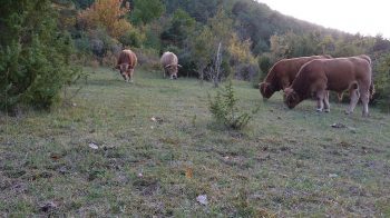 Le pastoralisme préservé