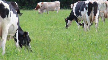 Gagner en autonomie protéique en partant de l’existant