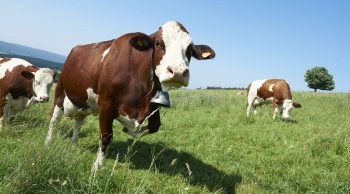 La journée mondiale du lait, ça se passe aujourd’hui