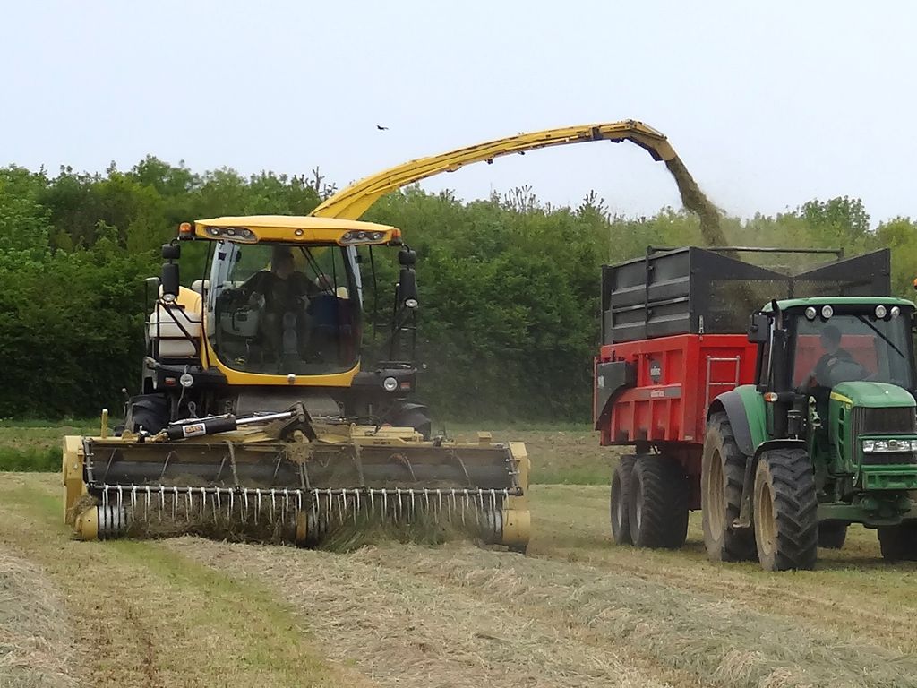 L'ensileuse New Holland est performante dans et entre les parcelles.