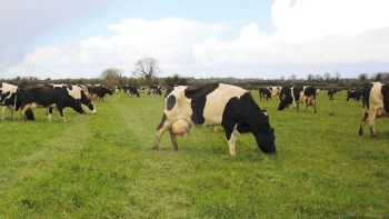 [IRLANDE] Le pays mise sur ses pâturages