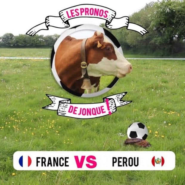 Aller sur la page Facebook Entraid' pour le Match France Pérou, les pronostics de Jonque la vache dans le Finistère 