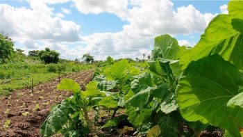 Les régions tentent d’accompagner l’essor de l’agriculture bio