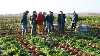 Semées ou plantées les betteraves fourragères, qu’est qui coûte le plus cher ?