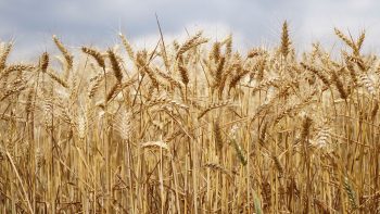 Agriculture: Travert évoque des exemptions pour le glyphosate et veut remettre 20% de bio dans les cantines