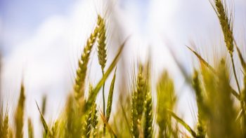 Échec de la loi agriculture et alimentation : déception des syndicats agricoles