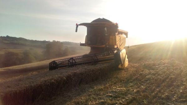 Une moissonneuse spécialisée pour la récolte en dévers. 