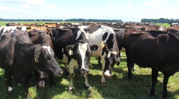 La filière lait de Nouvelle-Zélande au Space