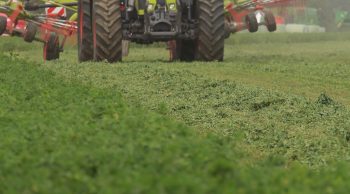 Soigner ses récoltes de légumineuses