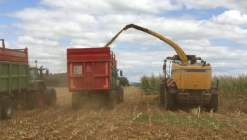 Premiers ensilages de maïs dans la Vienne