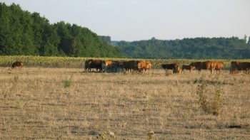 Prairies : comment survivre à la sécheresse ?