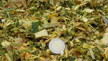 L’ensilage de maïs en brins longs, le Shredlage