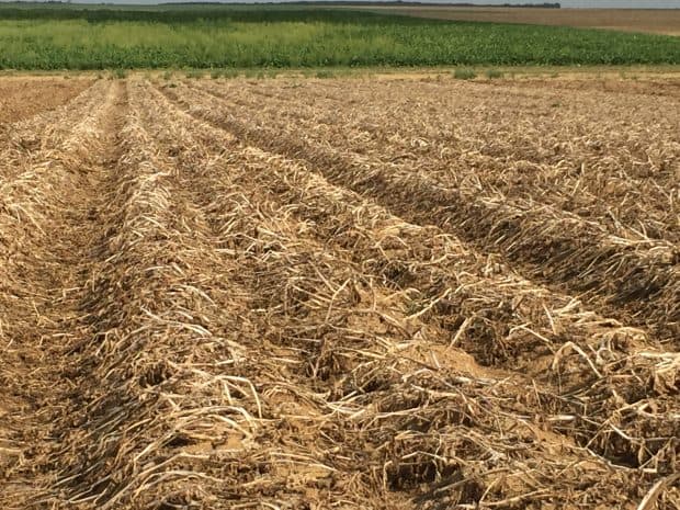 un bâtiment pour les plants de pommes de terre en cuma, plantation